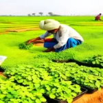 Makhana Farming Subsidy Yojana: खेतों में मखाने की खेती के लिए सरकार देगी 50 प्रतिशत सब्सिडी, जानिए कैसे मिलेगा ये फायदा